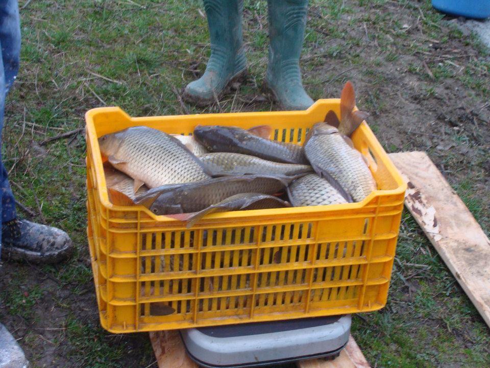 Populare Balta Cristian  - 529152110477279148837227826498n.jpg